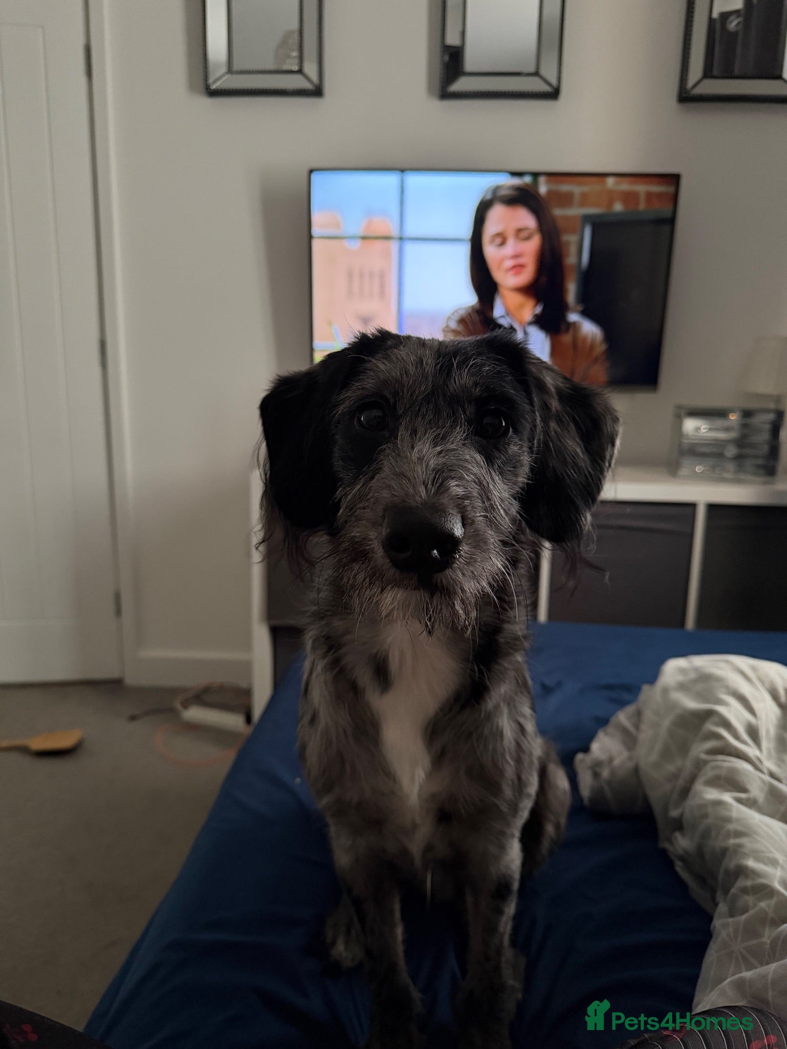 Mixed Breed dogs Labradoodle  - Advert 10