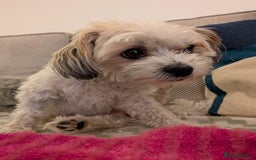 Mixed Breed dogs for adoption: Sweet little Analie - Image 7