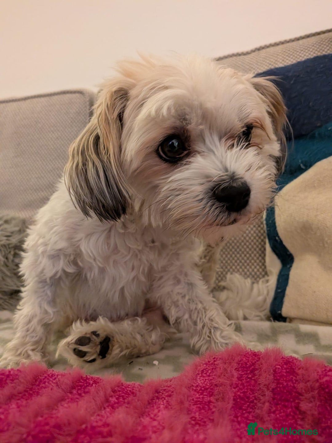 Mixed Breed dogs for adoption: Sweet little Analie - Image 7