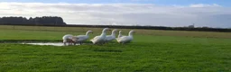 Geese poultry for sale: Large-strain Embden Geese-varying ages 2025 hatch - Advert 7