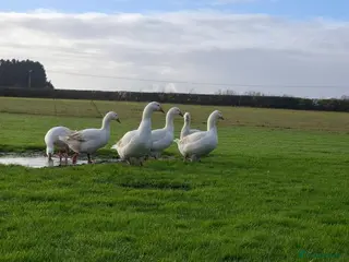 Geese poultry Premium Large-Strain Embden Breeding Ganders - Advert 11