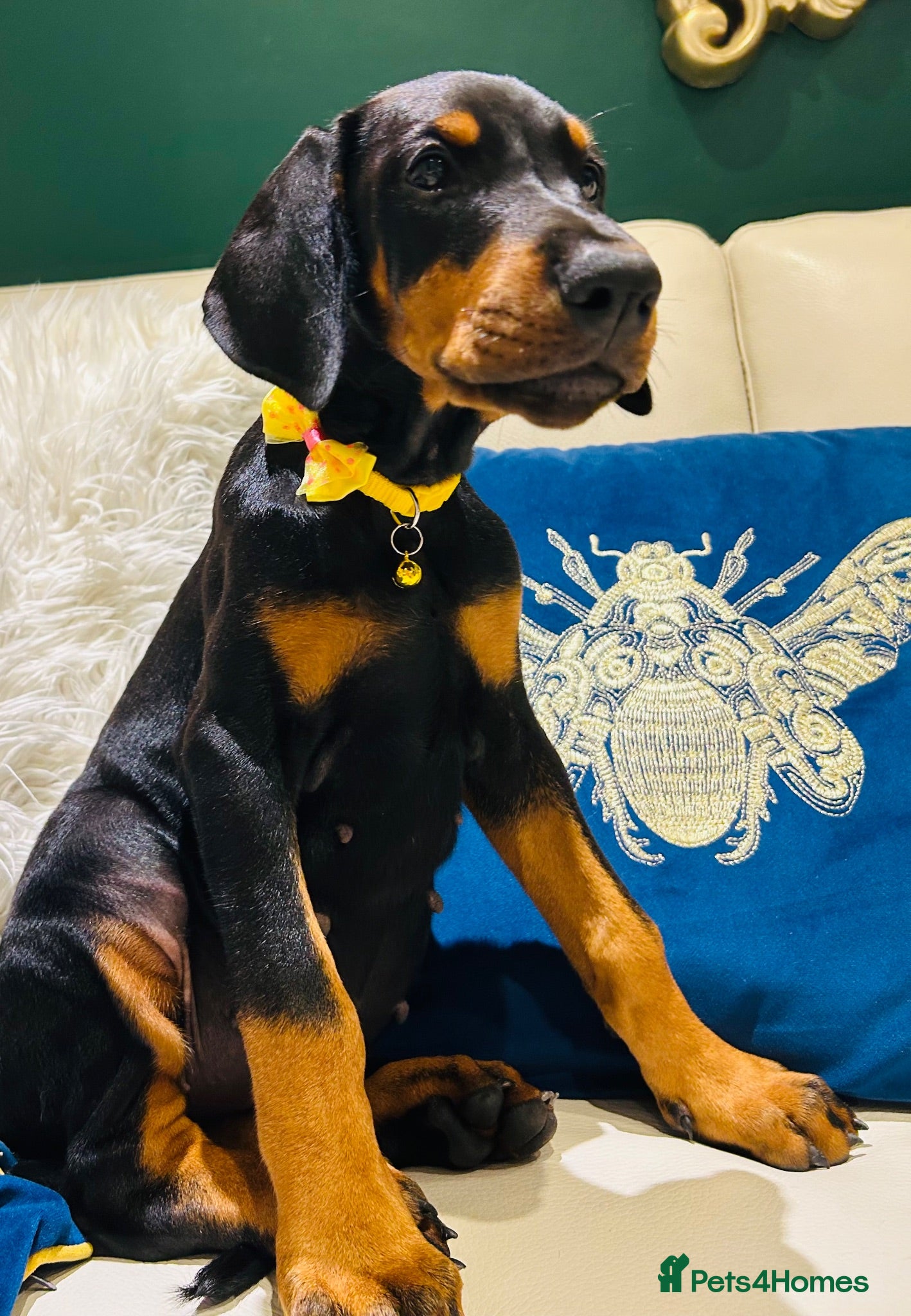 Dobermann dogs KC registered exclusive Dobermann puppies  - Advert 2