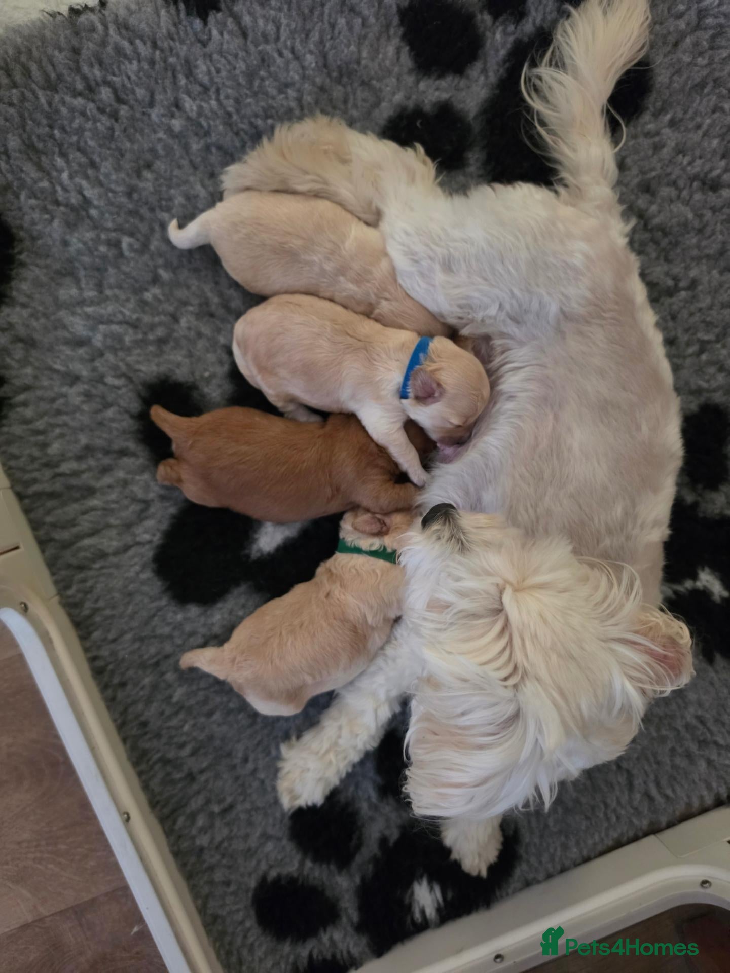 Maltipoo dogs Maltipoo Puppies - Advert 8