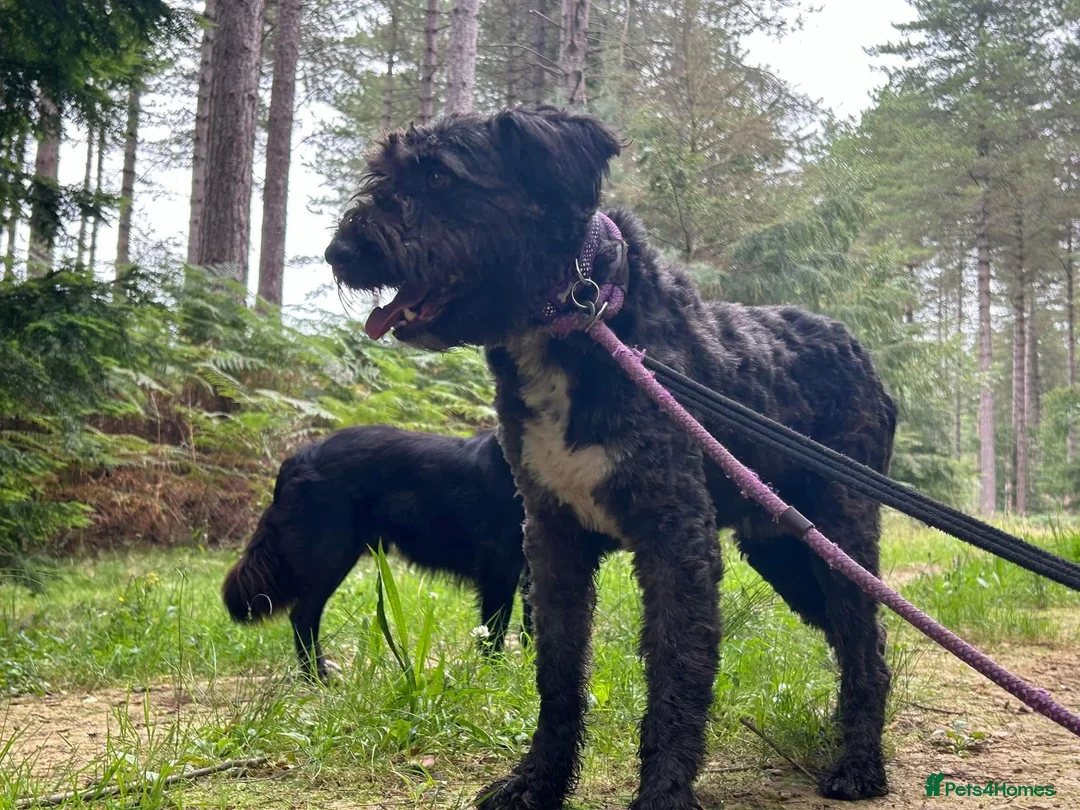 Mixed Breed dogs for adoption: Colby - Norwich Norfolk  in Norwich - Advert 19