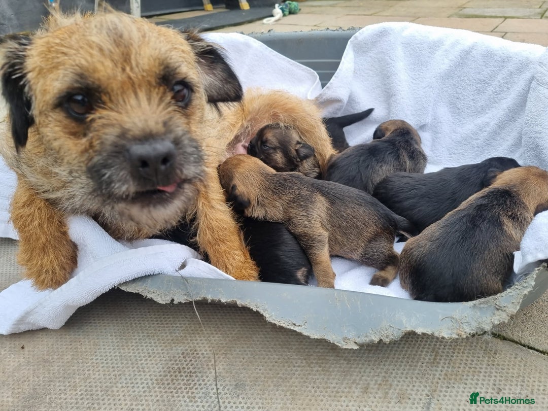 Border Terrier dogs for sale: Kc border terrier pups  - Image 4