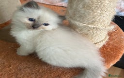 Ragdoll cats for sale: 🐾 GCCF Pedigree ragdolls🐾 - Image 13