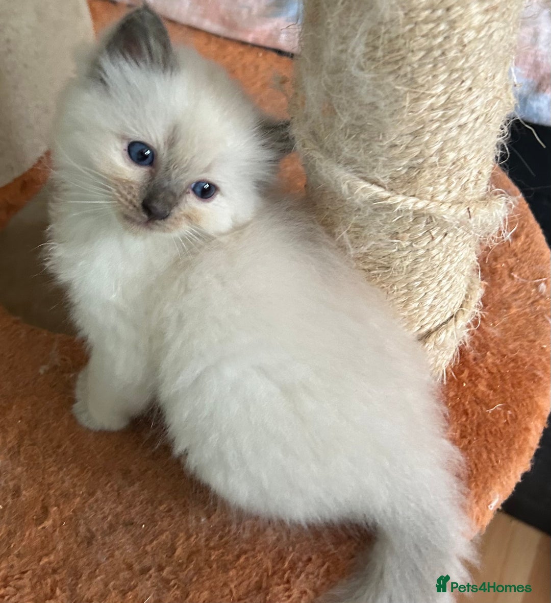 Ragdoll cats for sale: 🐾 GCCF Pedigree ragdolls🐾 - Image 13