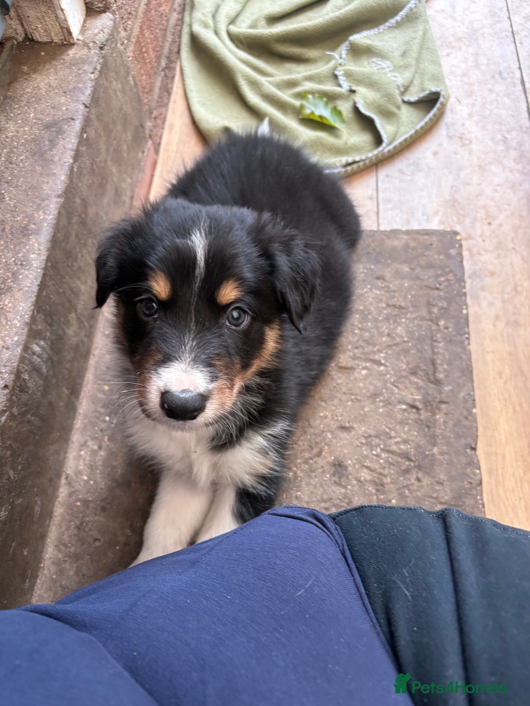 Border Collie dogs for sale: Border collie puppies ** Ready to Leave ** - Image 26
