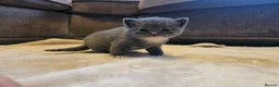 British Shorthair cats for sale: Beautiful British Shorthair Kittens  - Advert 14