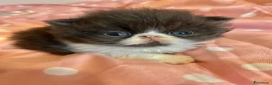 Teeto