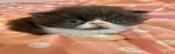 Persian cats for sale: GCCF Active Persians Grand Champion Lines - Advert 6