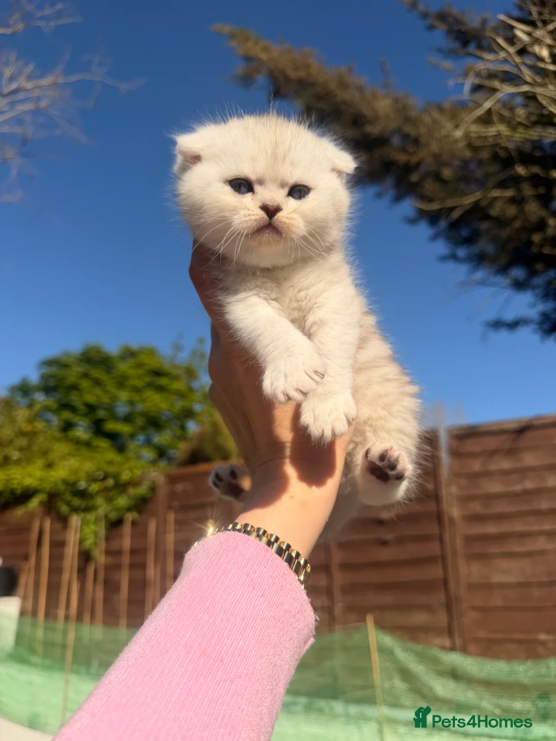 Scottish Fold cats for sale: REDUCED ❗️1 Male Scottish Straight Kitten - Advert 11