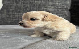 Mixed Breed dogs for sale: 6 beautiful havapoo’s - Image 2