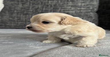 Mixed Breed dogs - Advert 8