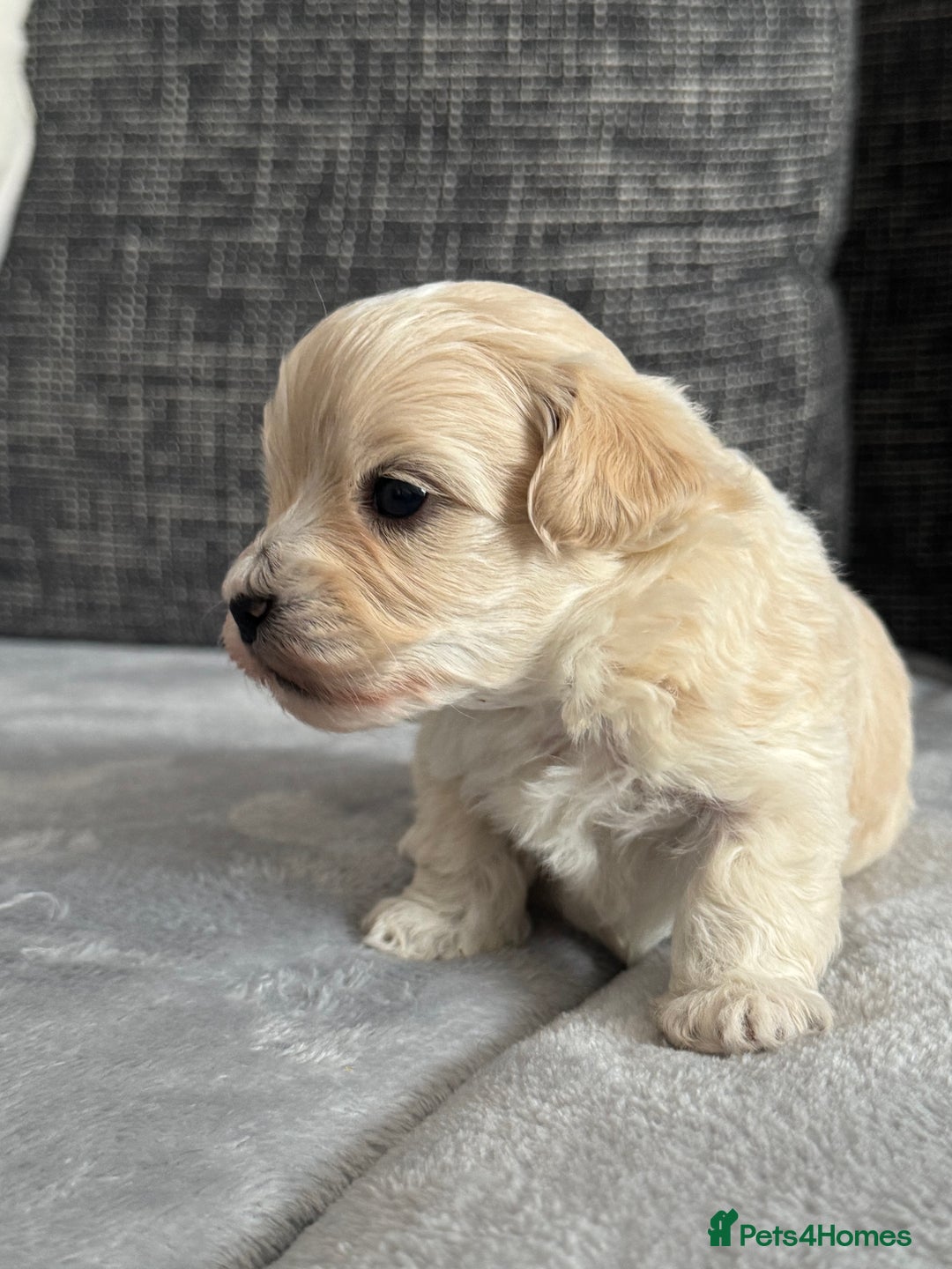 Mixed Breed dogs for sale: 6 beautiful havapoo’s - Image 2