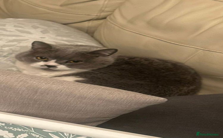 British Shorthair cats - Advert 4