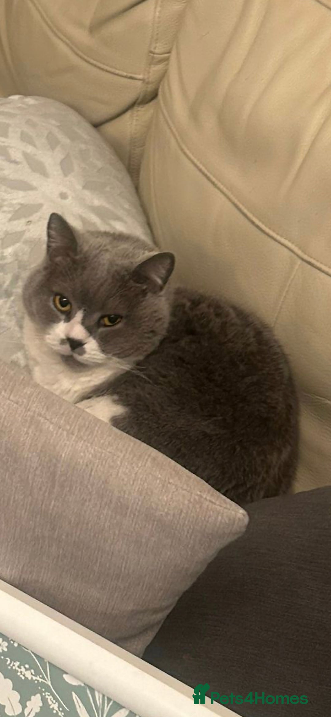 British Shorthair cats for sale: Urgent Rehoming Needed - Image 1
