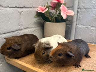 Guinea Pig rodents Guinea Pigs - Advert 5