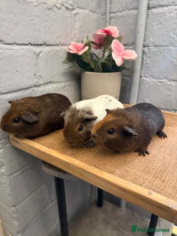 Guinea Pig rodents - Advert 6