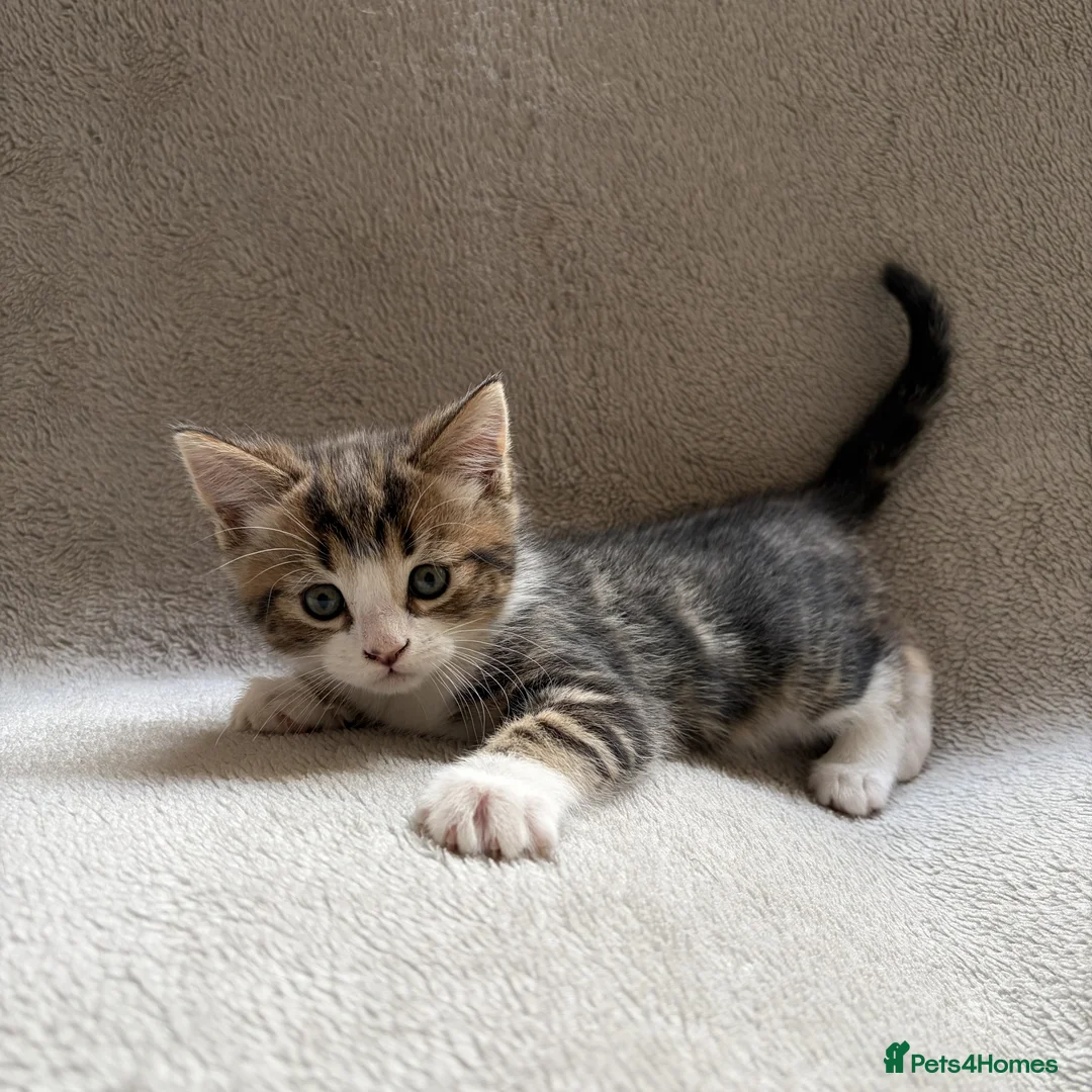 Mixed Breed cats for sale: Adorable Kittens Looking for Their Forever Home - Advert 11