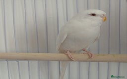 Budgerigars birds for sale: Albino and budgie pair (Rare Colours) - Image 5