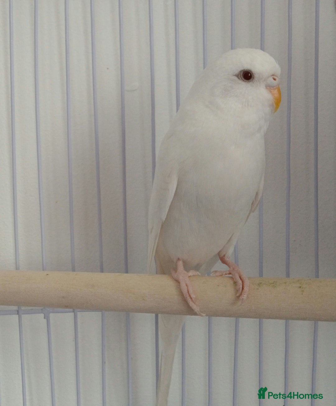 Budgerigars birds for sale: Albino and budgie pair (Rare Colours) - Image 5