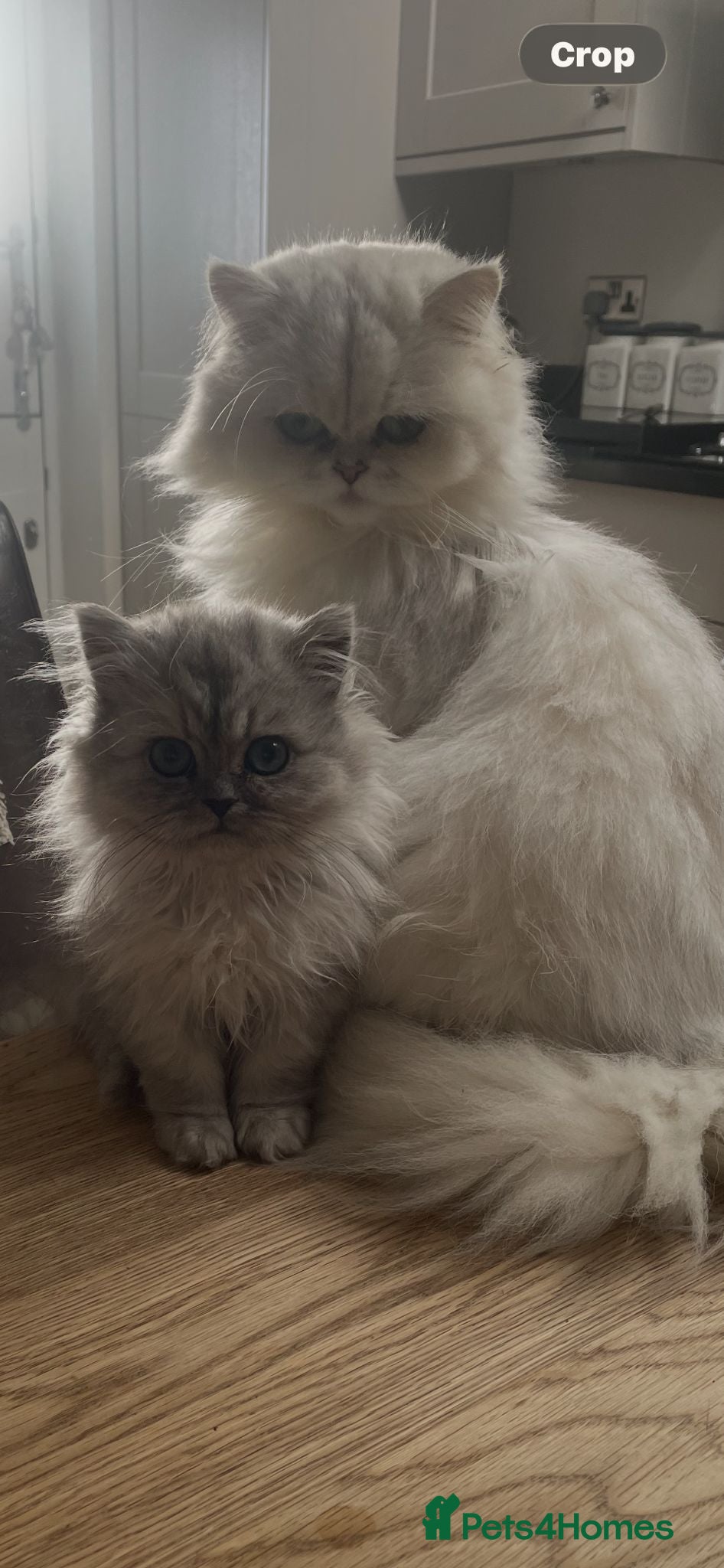 Persian cats Beautiful Persian Chinchilla Kittens – Ready Now - Advert 1