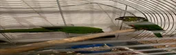Conures birds for sale: 3 Proven Breeding Pairs of Conures With DNA Certs - Advert 4