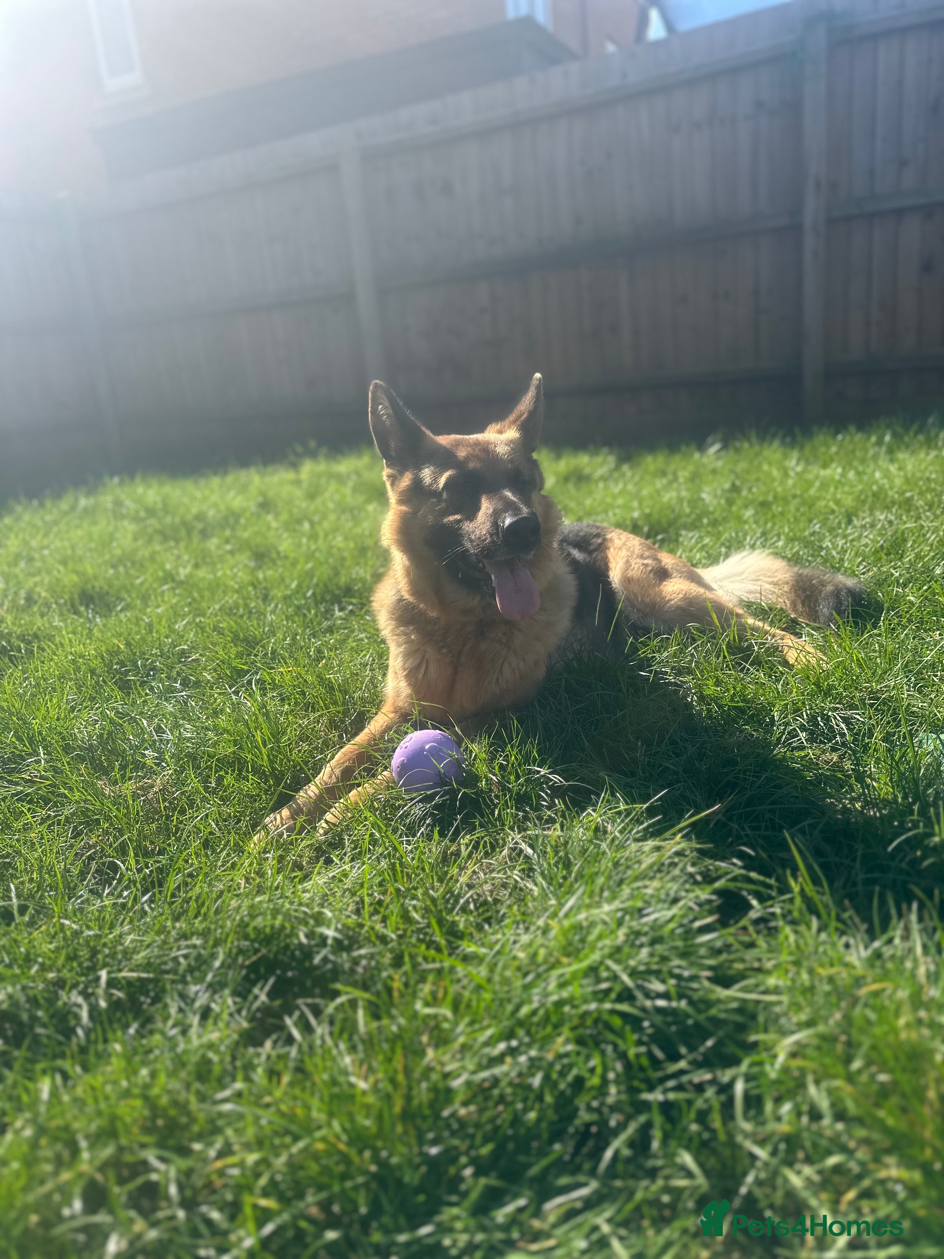 German Shepherd dogs 3 yr old Female GSD - Advert 3