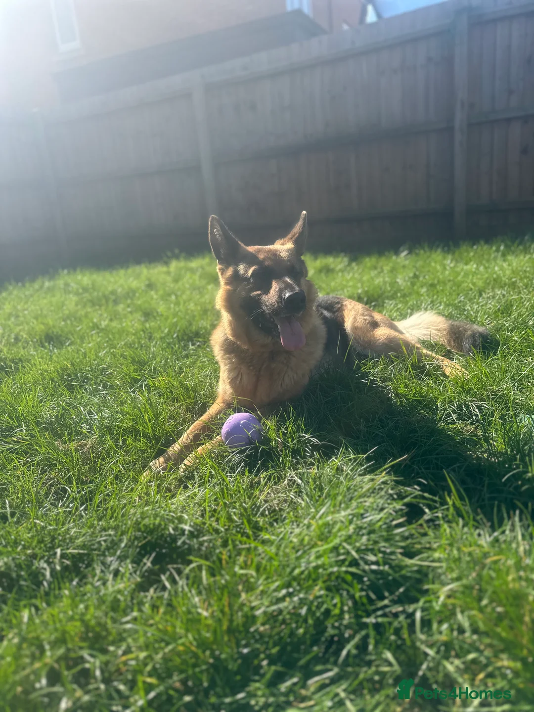 German Shepherd dogs for sale: 3 yr old Female GSD - Advert 1