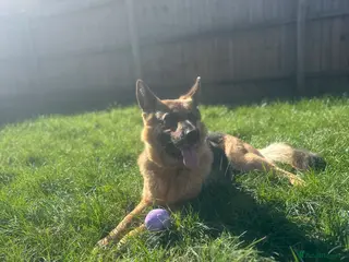 German Shepherd dogs 3 yr old Female GSD - Advert 3