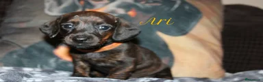 Miniature Dachshund Puppy 5