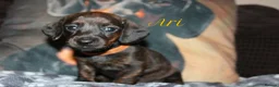 Miniature Dachshund dogs for sale: Miniature dachshund puppies  - Advert 5