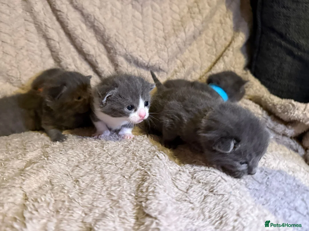 British Shorthair cats for sale: Beautiful British shorthair kittens  - Advert 6