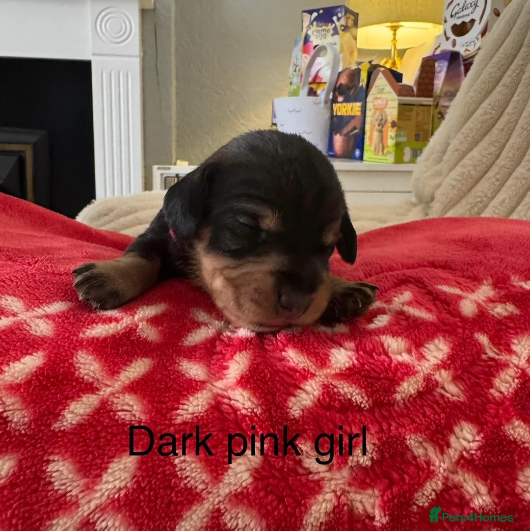 Dachshund dogs for sale: Wire haired dashund wild bore  - Advert 1