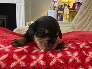 Dachshund dogs Wire haired dashund wild bore - Advert 6