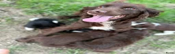 Mixed Breed dogs for sale:  Spaniel x collie pups  - Advert 7