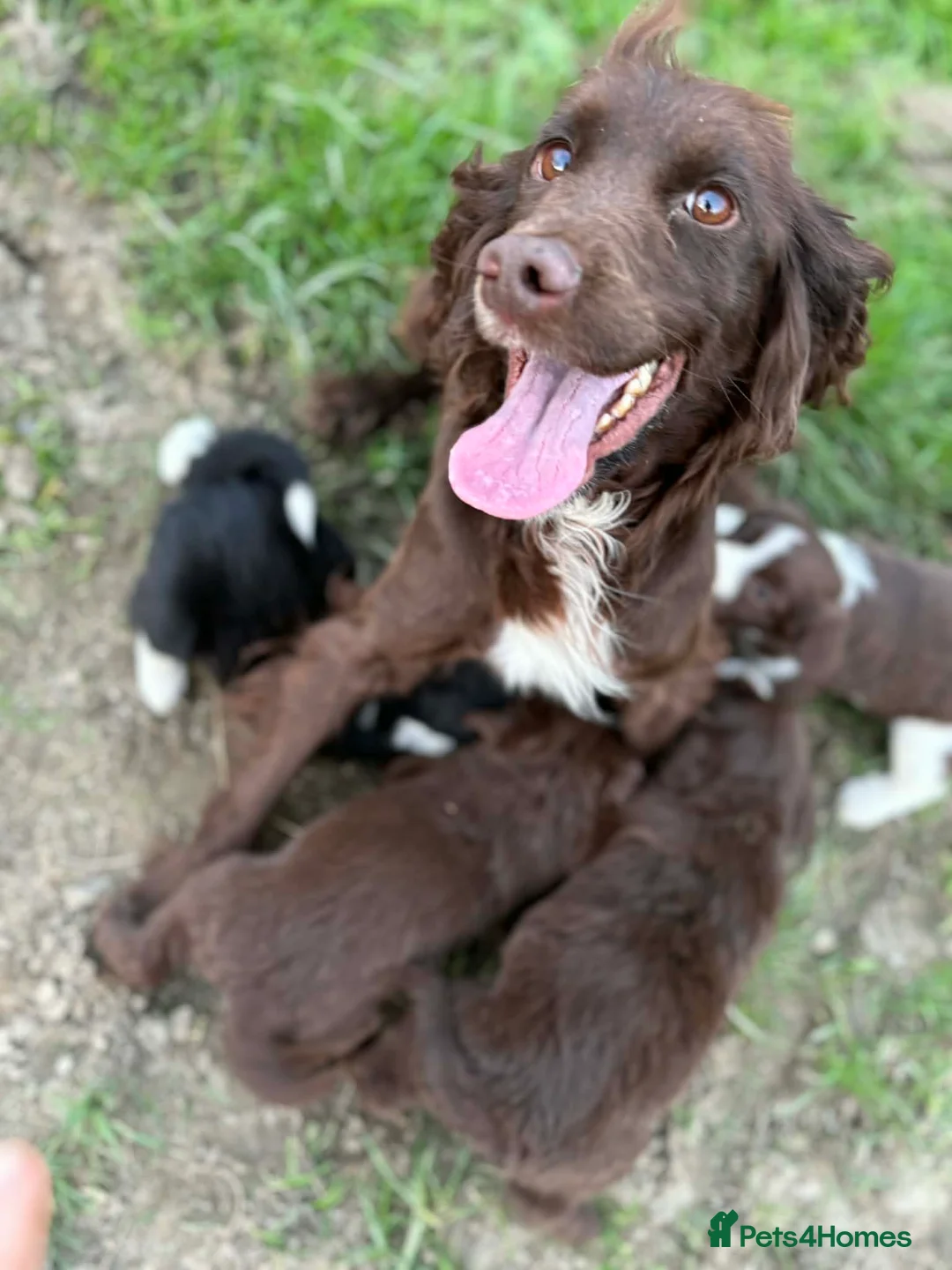 Mixed Breed dogs for sale:  Spaniel x collie pups  - Advert 7