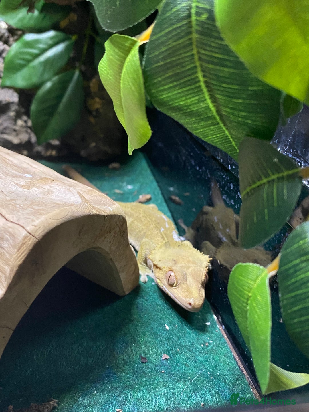 Gecko reptiles for sale: Crested gecko  - Image 5