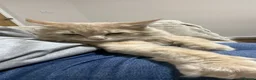 Maine Coon cats for sale: Main Coon 6 Months Cream/light Ginger  - Advert 5