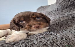 English Springer Spaniel dogs for sale: English Springer Spaniels Puppies 🐾 - Image 8