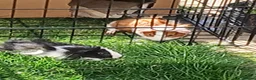 Guinea Pig rodents for sale: Two Pretty Male Guinea Pigs in Basildon - Advert 1