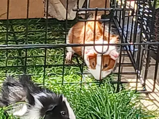 Guinea Pig rodents Two Pretty Male Guinea Pigs - Advert 1