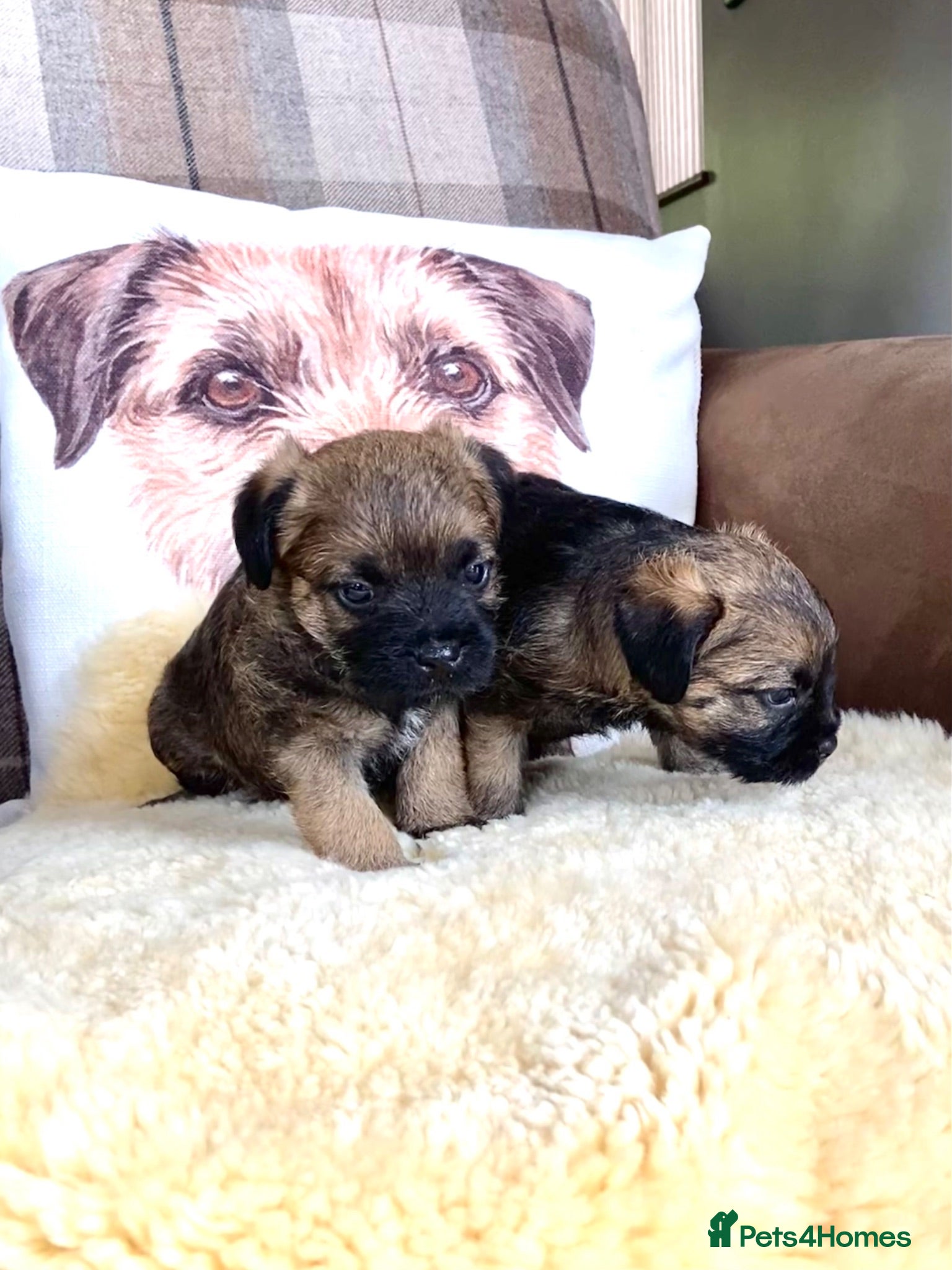 Border Terrier dogs Border terrier puppies - Advert 6
