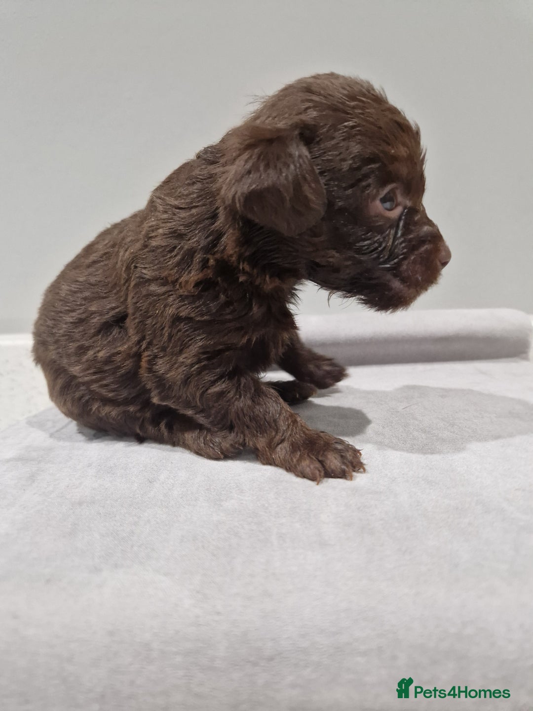 Mixed Breed dogs for sale: Patterdale x cavapoo  - Advert 4