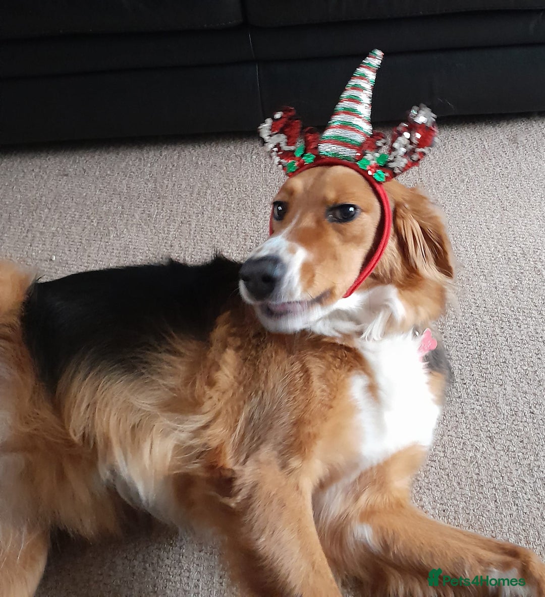 Gallery Image {{count}}