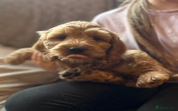 Cockapoo dogs for sale: Cockapoo Puppies - Image 2
