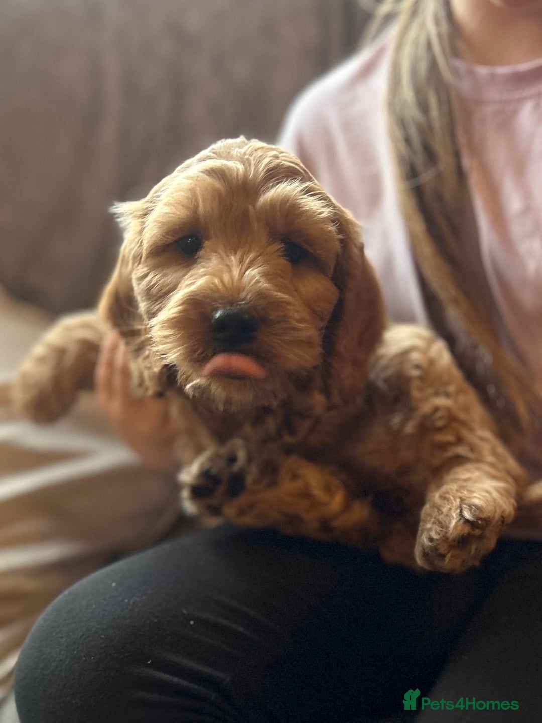 Cockapoo dogs for sale: Cockapoo Puppies - Image 2