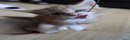 Mixed Breed cats for sale: 6 Adorable Kittens Looking for Their Forever Homes - Advert 17