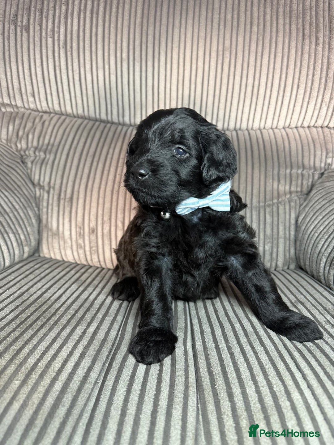 Mixed Breed dogs for sale: 2 girl & 2 boy labradoodles ready to go 11th Feb.  - Advert 6